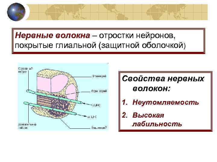 Нервные волокна – отростки нейронов, покрытые глиальной (защитной оболочкой) Свойства нервных волокон: 1. Неутомляемость