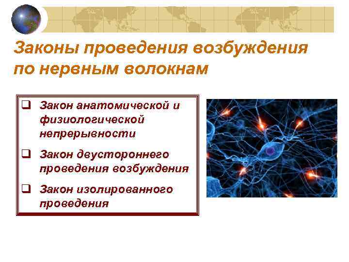 Законы проведения возбуждения по нервным волокнам q Закон анатомической и физиологической непрерывности q Закон