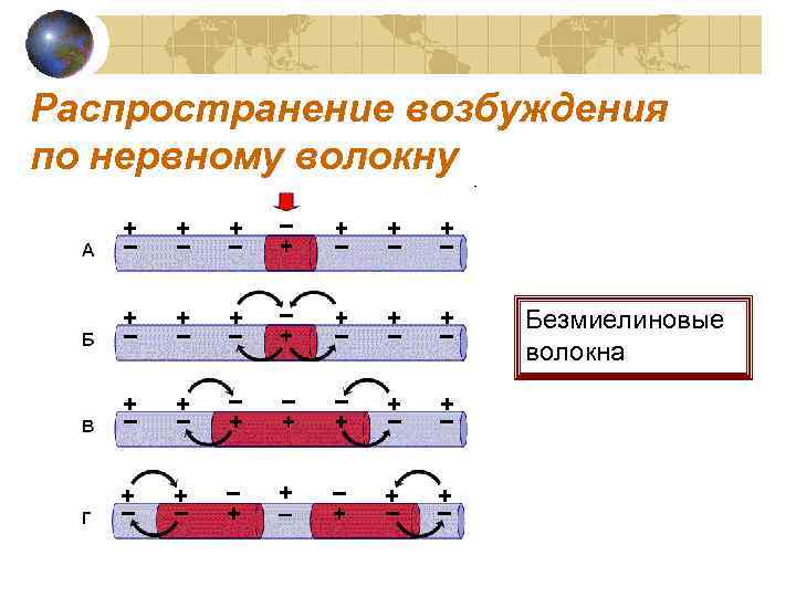 Распространение возбуждения по нервному волокну Безмиелиновые волокна 