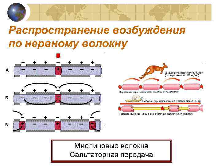 Распространение возбуждения по нервному волокну Миелиновые волокна Сальтаторная передача 
