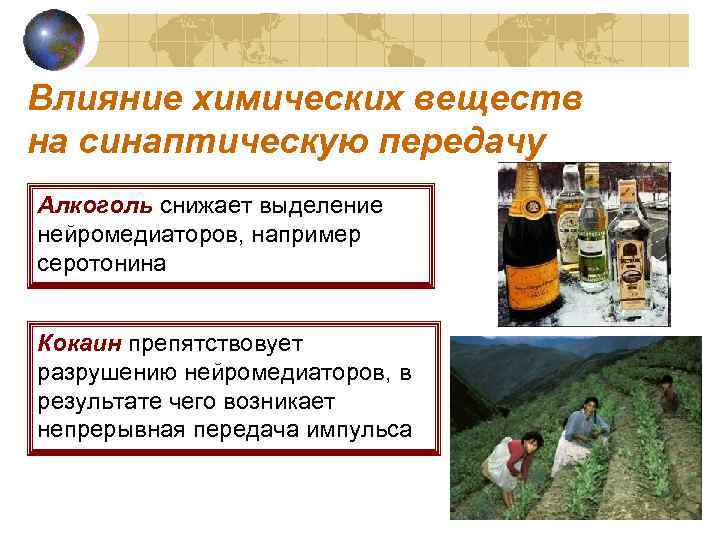Влияние химических веществ на синаптическую передачу Алкоголь снижает выделение нейромедиаторов, например серотонина Кокаин препятствовует