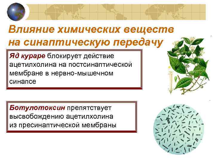 Влияние химических веществ на синаптическую передачу Яд кураре блокирует действие ацетилхолина на постсинаптической мембране