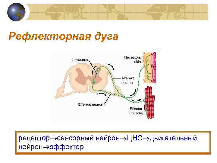 Рефлекторная дуга рецептор сенсорный нейрон ЦНС двигательный нейрон эффектор 
