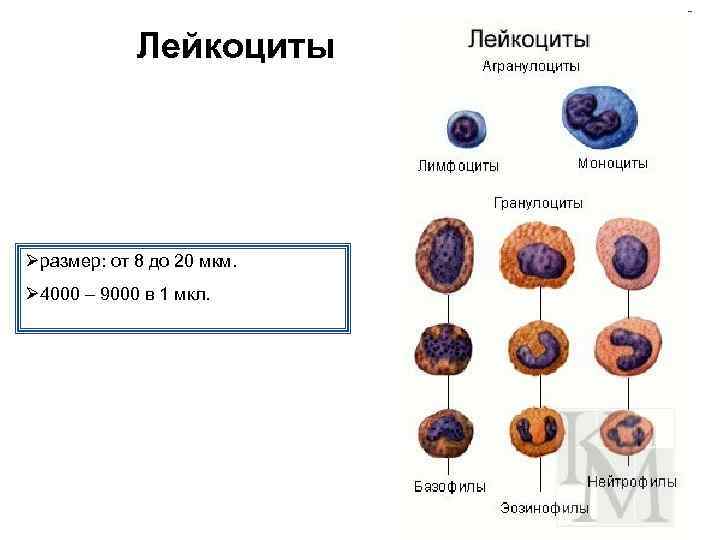 Лейкоциты Øразмер: от 8 до 20 мкм. Ø 4000 – 9000 в 1 мкл.