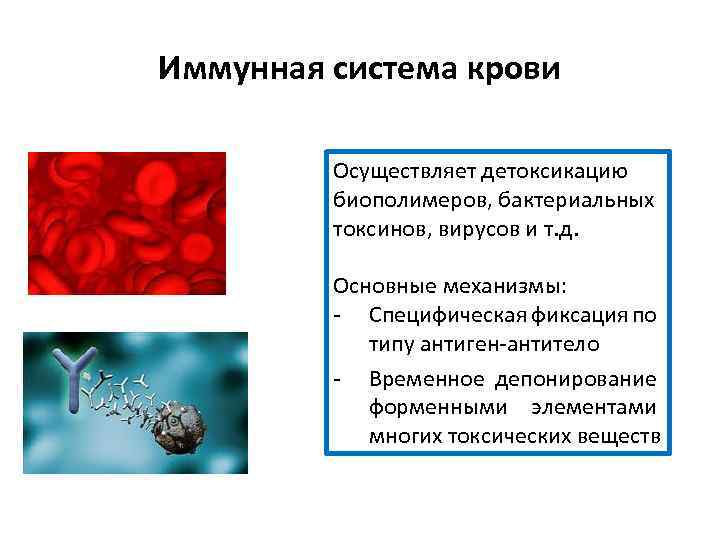 Иммунная система крови Осуществляет детоксикацию биополимеров, бактериальных токсинов, вирусов и т. д. Основные механизмы:
