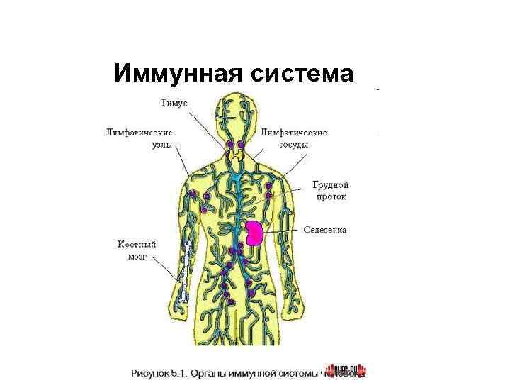 Иммунная система 