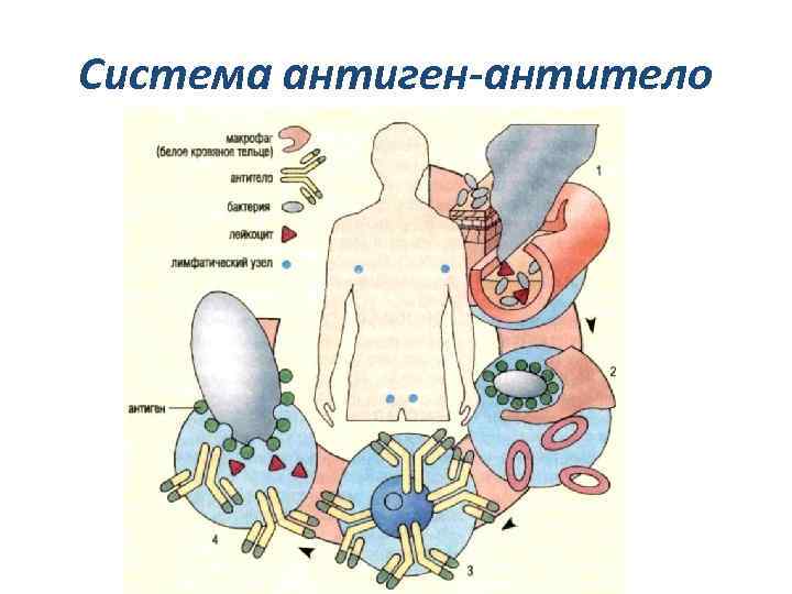 Система антиген-антитело 