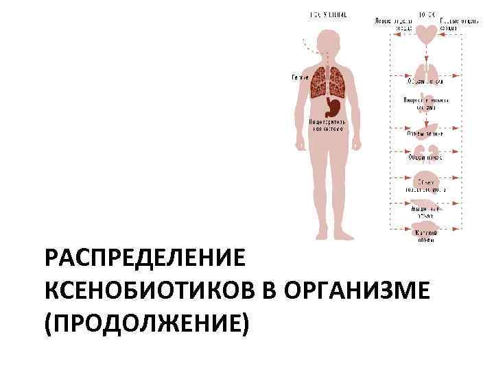 РАСПРЕДЕЛЕНИЕ КСЕНОБИОТИКОВ В ОРГАНИЗМЕ (ПРОДОЛЖЕНИЕ) 