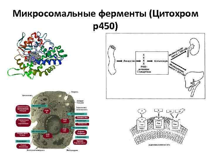 Микросомальные ферменты (Цитохром p 450) 