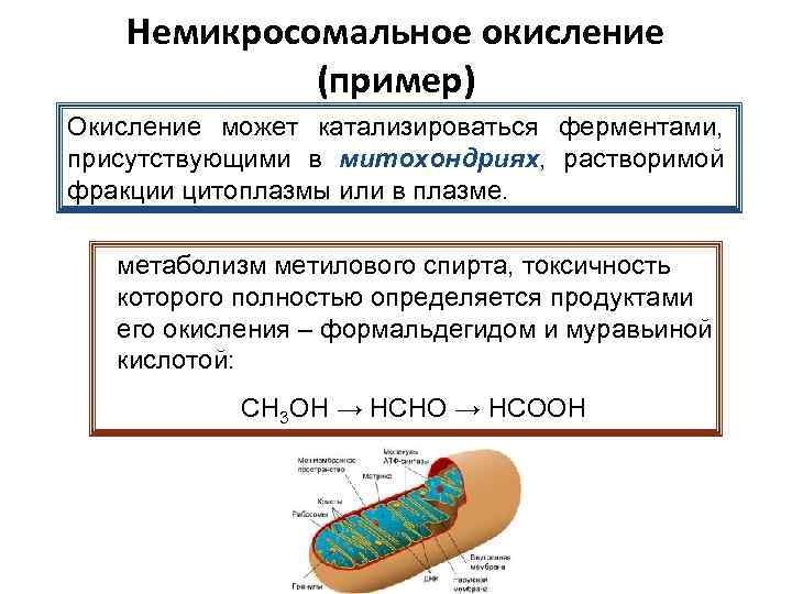 Немикросомальное окисление (пример) Окисление может катализироваться ферментами, присутствующими в митохондриях, растворимой фракции цитоплазмы или