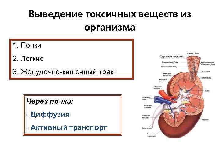 Выведение из организма продуктов обмена веществ. Пути выведения ксенобиотиков из организма. Пути выведения токсических веществ. Выведение почками веществ. Основной путь выведения лекарственных веществ из организма.