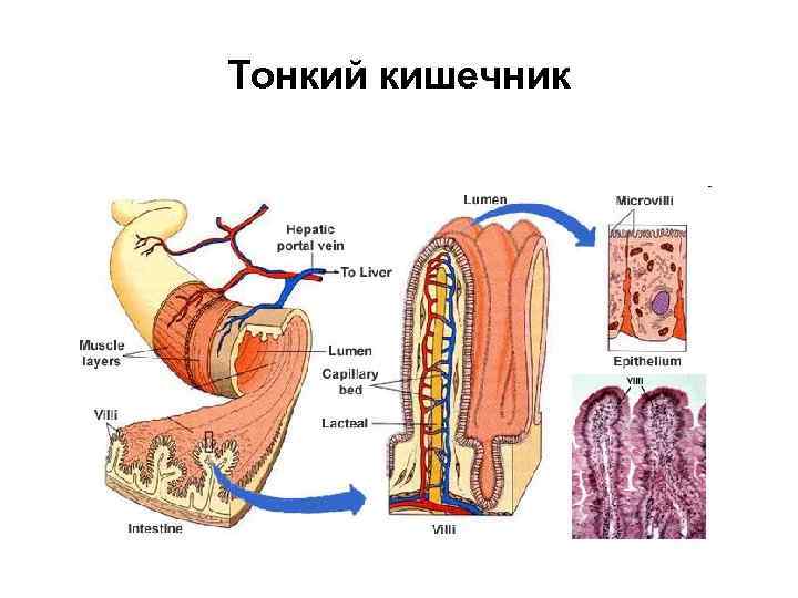 Тонкий кишечник 