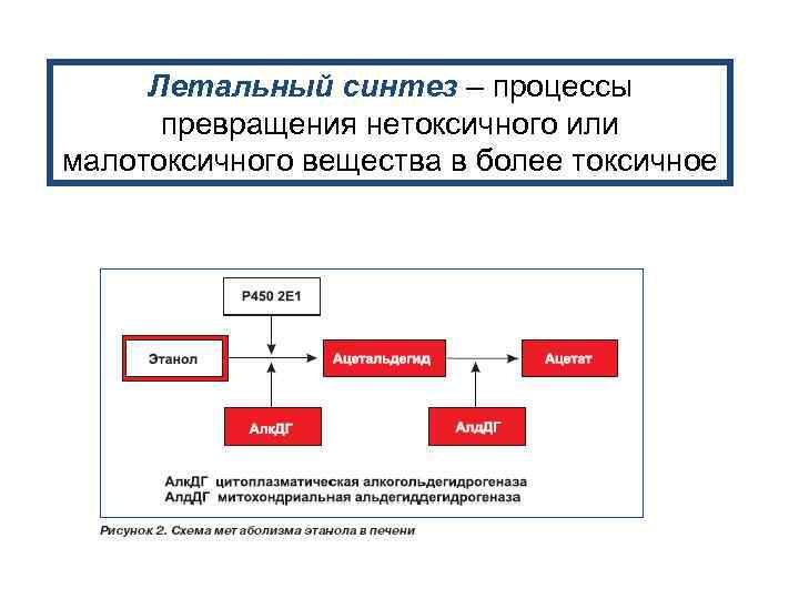 Летальный синтез – процессы превращения нетоксичного или малотоксичного вещества в более токсичное 