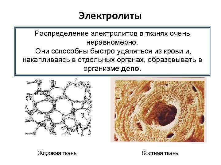 Электролиты Распределение электролитов в тканях очень неравномерно. Они сспособны быстро удаляться из крови и,