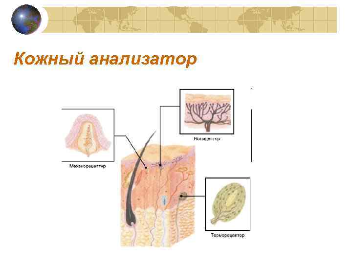 Кожный анализатор 