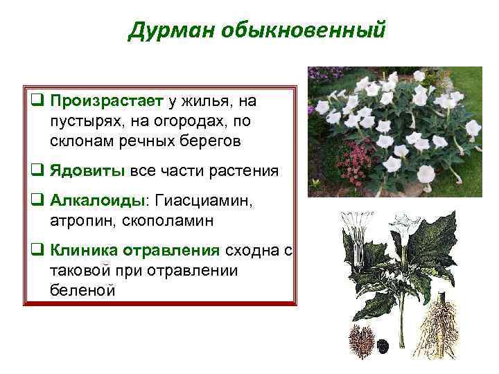 Дурман обыкновенный q Произрастает у жилья, на пустырях, на огородах, по склонам речных берегов