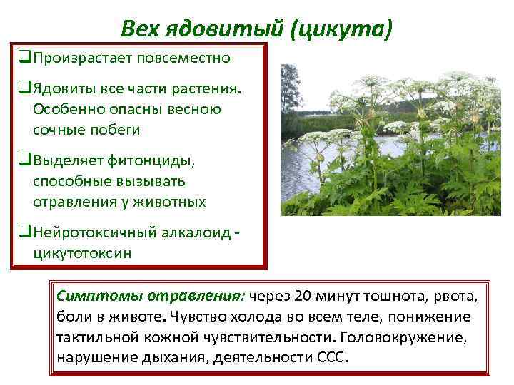 Вех ядовитый (цикута) q. Произрастает повсеместно q. Ядовиты все части растения. Особенно опасны весною