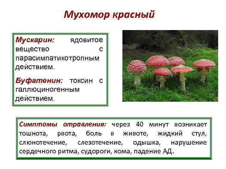 Мухомор красный Мускарин: ядовитое вещество с парасимпатикотропным действием. Буфатенин: токсин с галлюциногенным действием. Симптомы