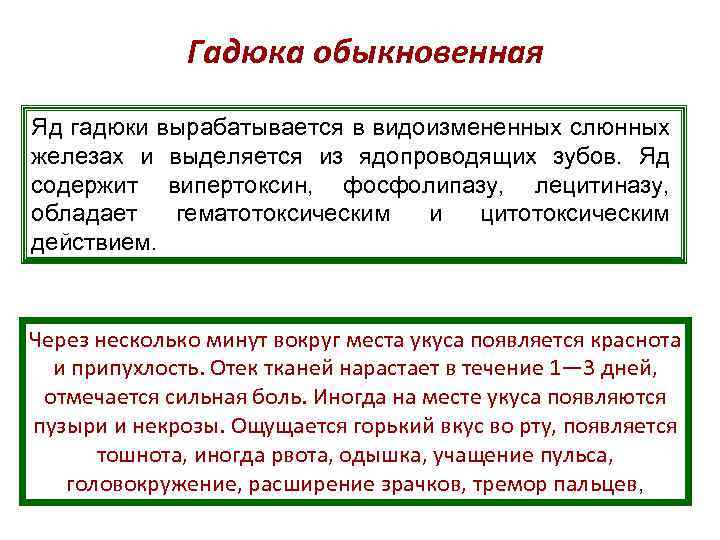 Гадюка обыкновенная Яд гадюки вырабатывается в видоизмененных слюнных железах и выделяется из ядопроводящих зубов.