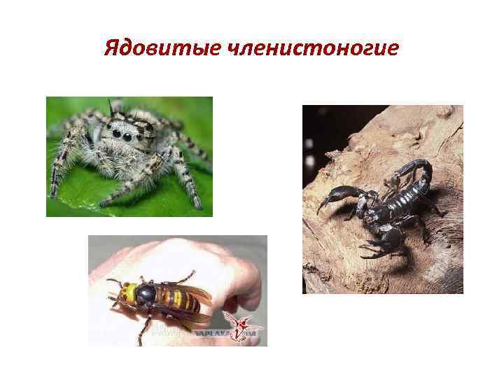 Ядовитые членистоногие 