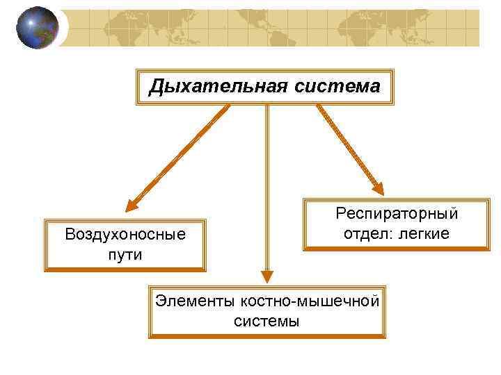 Дыхательная система Воздухоносные пути Респираторный отдел: легкие Элементы костно-мышечной системы 