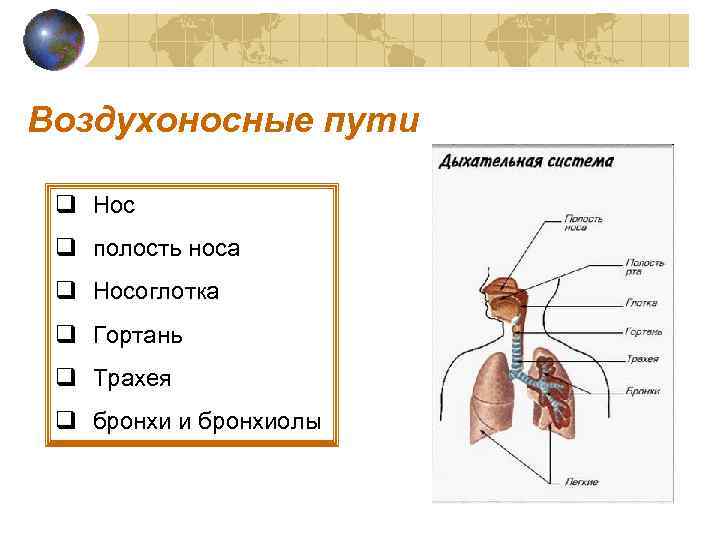 Воздухоносные пути q Нос q полость носа q Носоглотка q Гортань q Трахея q