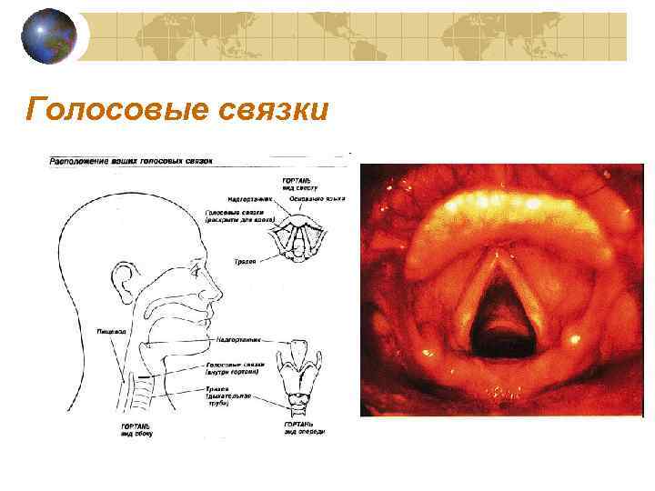 Голосовые связки 