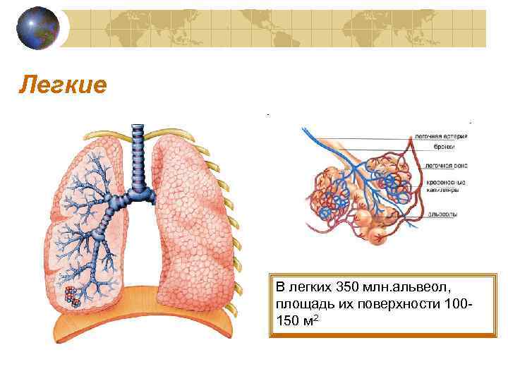 Легкие В легких 350 млн. альвеол, площадь их поверхности 100150 м 2 