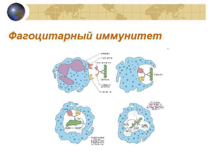 Зарисовать схемы механизма образования иммунитета клеточный фагоцитоз