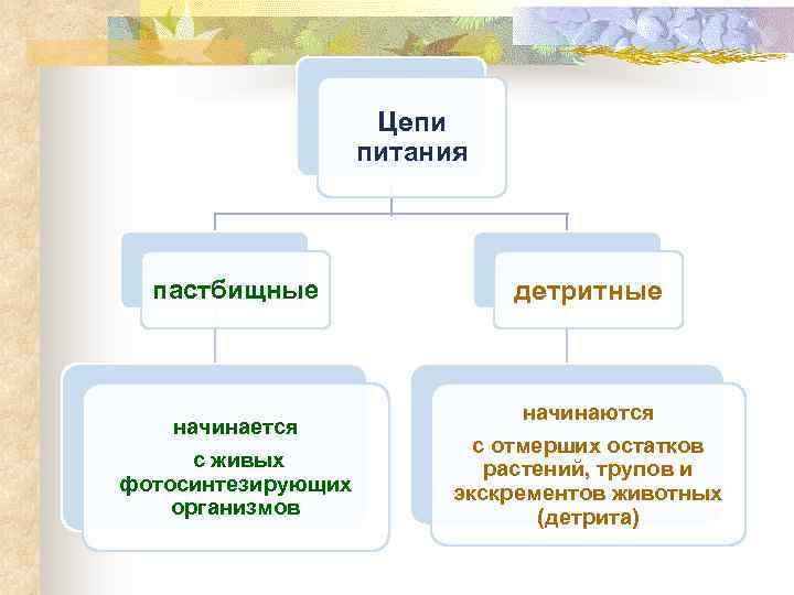 Цепи питания пастбищные детритные начинается с живых фотосинтезирующих организмов начинаются с отмерших остатков растений,