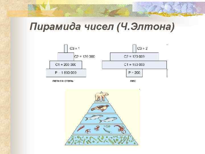 Пирамида чисел (Ч. Элтона) 