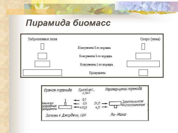 Пирамида биомасс 