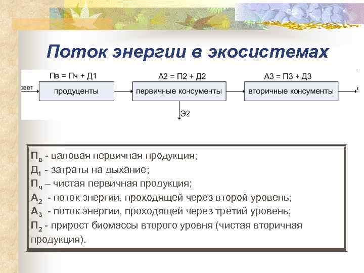 Поток энергии в экосистемах Пв - валовая первичная продукция; Д 1 - затраты на