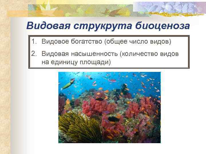 Видовая струкрута биоценоза 1. Видовое богатство (общее число видов) 2. Видовая насышенность (количество видов