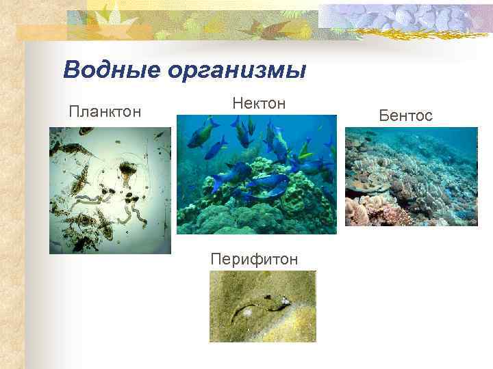 Водные организмы Планктон Нектон Перифитон Бентос 