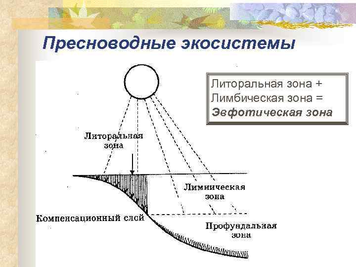 Пресноводные экосистемы Литоральная зона + Лимбическая зона = Эвфотическая зона 