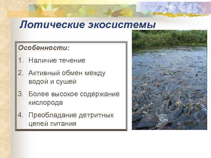 Лотические экосистемы Особенности: 1. Наличие течение 2. Активный обмен между водой и сушей 3.