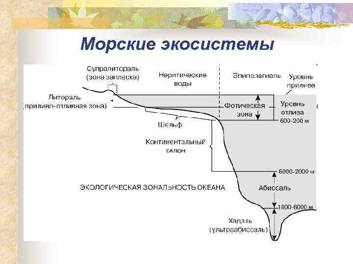 Морские экосистемы 