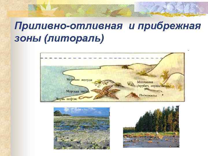 Приливно-отливная и прибрежная зоны (литораль) 