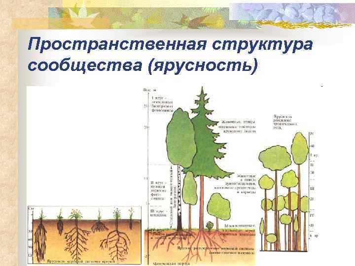 Пространственная структура сообщества (ярусность) 