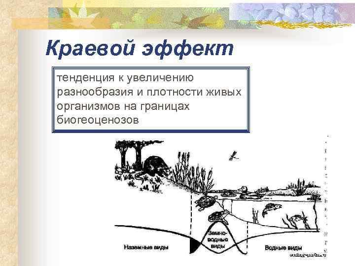 Краевой эффект тенденция к увеличению разнообразия и плотности живых организмов на границах биогеоценозов 