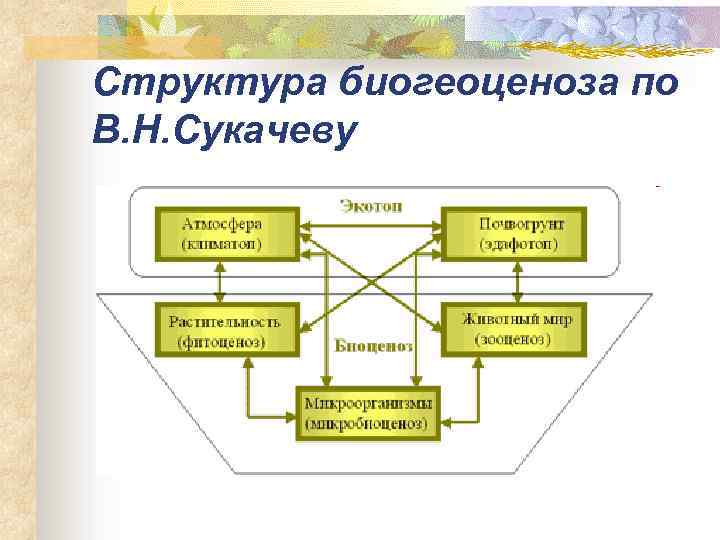 Структура биогеоценоза по В. Н. Сукачеву 