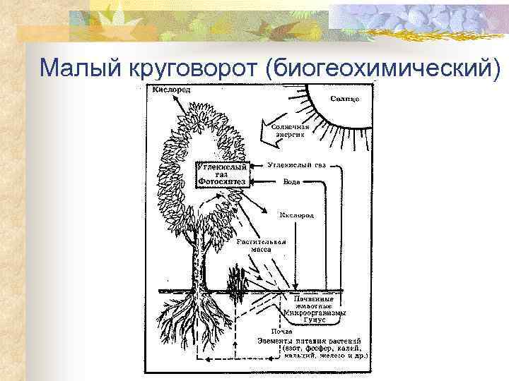 Малый круговорот (биогеохимический) 