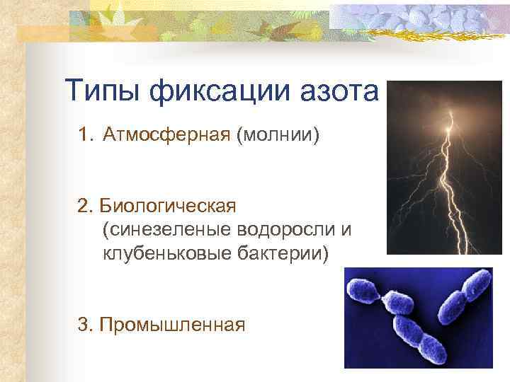 Типы фиксации азота 1. Атмосферная (молнии) 2. Биологическая (синезеленые водоросли и клубеньковые бактерии) 3.