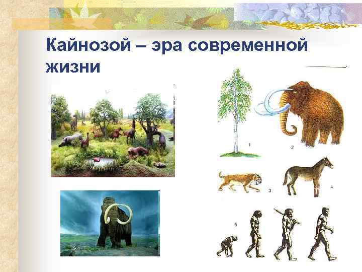 Кайнозой – эра современной жизни 
