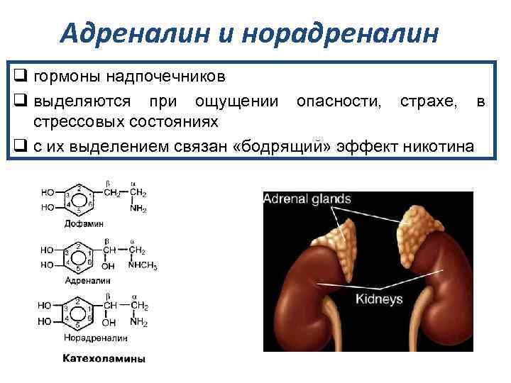 Адреналин и норадреналин презентация