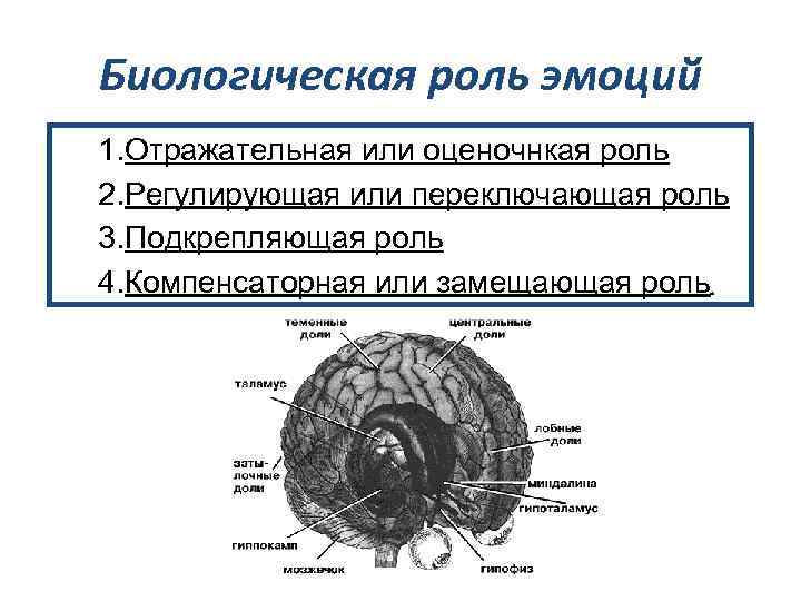 Биологическая роль эмоций 1. Отражательная или оценочнкая роль 2. Регулирующая или переключающая роль 3.