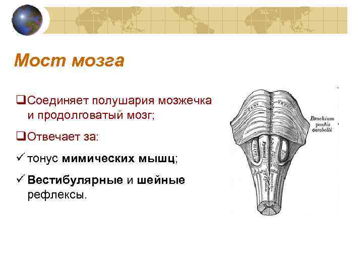 Мост мозга q. Соединяет полушария мозжечка и продолговатый мозг; q. Отвечает за: ü тонус