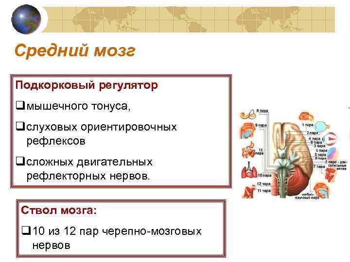 Средний мозг Подкорковый регулятор qмышечного тонуса, qслуховых ориентировочных рефлексов qсложных двигательных рефлекторных нервов. Ствол