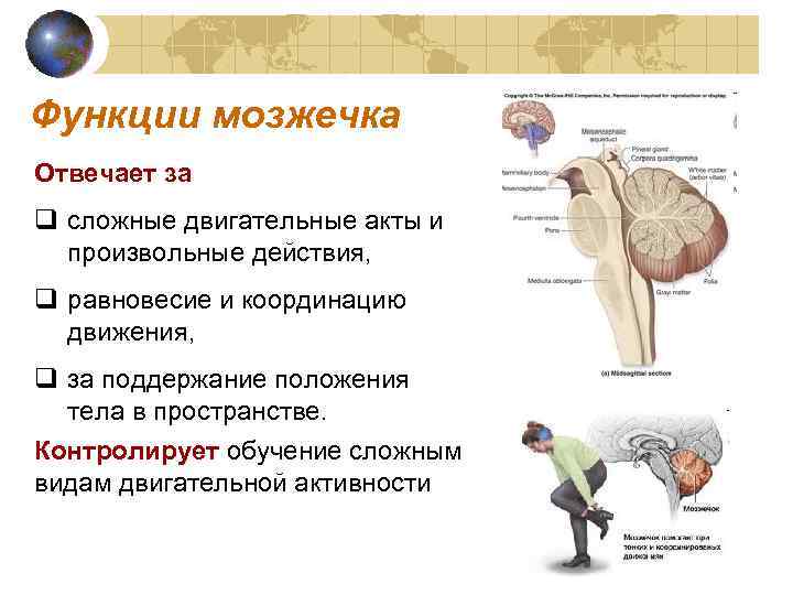 Функции мозжечка Отвечает за q сложные двигательные акты и произвольные действия, q равновесие и